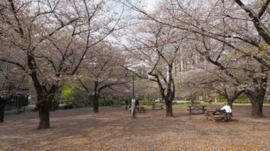 Hamacho Park Kiraz Çiçeği tam çiçek 2023, Japonya Tokyo