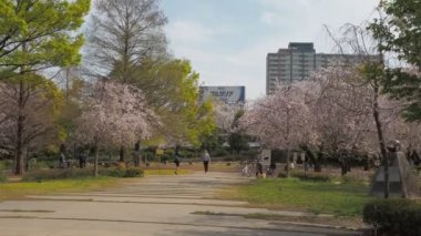 Hamacho Park Kiraz Çiçeği tam çiçek 2023, Japonya Tokyo