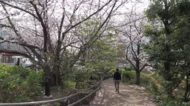 Hamacho Park Kiraz Çiçeği tam çiçek 2023, Japonya Tokyo