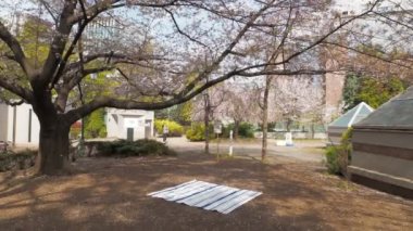 Hamacho Park Kiraz Çiçeği tam çiçek 2023, Japonya Tokyo