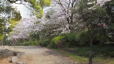 Hamacho Park Kiraz Çiçeği tam çiçek 2023, Japonya Tokyo