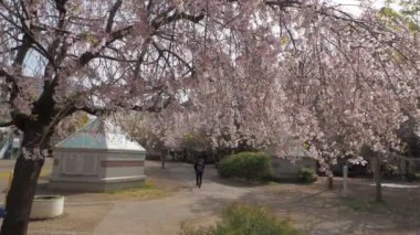 Hamacho Park Kiraz Çiçeği tam çiçek 2023, Japonya Tokyo