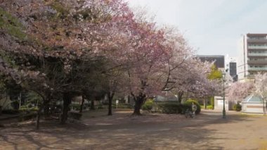 Hamacho Park Kiraz Çiçeği tam çiçek 2023, Japonya Tokyo