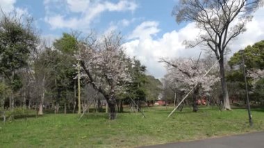 Yumenoshima Park Kiraz Çiçeği 2023, Japonya Tokyo