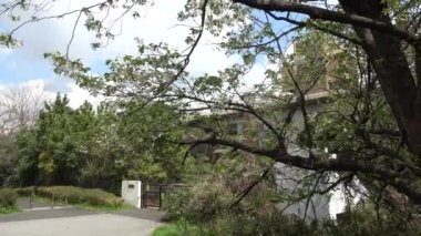 Yumenoshima Park Kiraz Çiçeği 2023, Japonya Tokyo