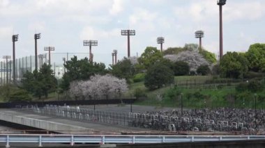 Yumenoshima Park Kiraz Çiçeği 2023, Japonya Tokyo