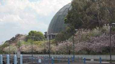 Yumenoshima Park Kiraz Çiçeği 2023, Japonya Tokyo