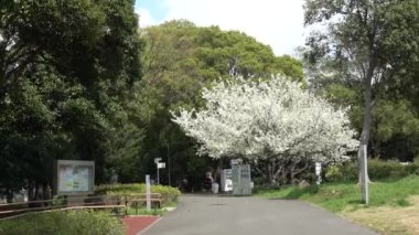 Yumenoshima Park Kiraz Çiçeği 2023, Japonya Tokyo