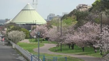 Yumenoshima Park Kiraz Çiçeği 2023, Japonya Tokyo