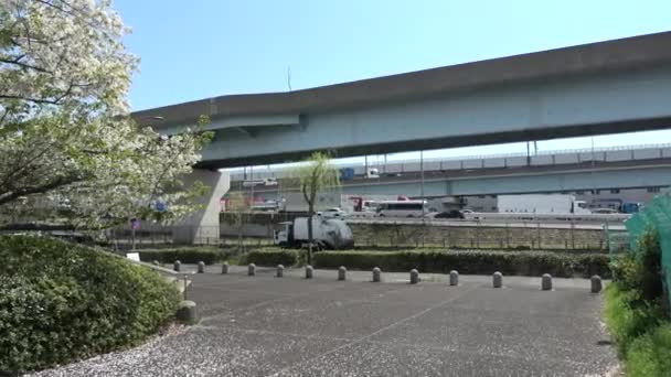 Yumenoshima Ryokudou Park Körsbärsblomma 2023 Japan Tokyo — Stockvideo