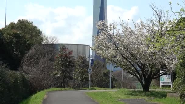Yumenoshima Ryokudou Park Kwiat Wiśni 2023 Japonia Tokio — Wideo stockowe