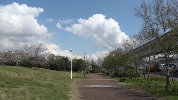 Yumenoshima Ryokudou Park Cherry Квітка 2023 Японія — стокове відео