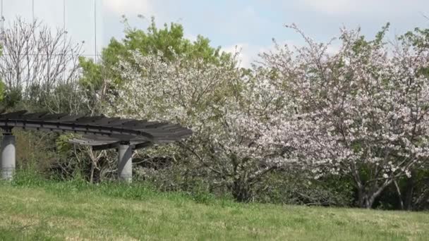 Yumenoshima Ryokudou Park Cherry Blossom 2023 Japan Tokyo — стоковое видео