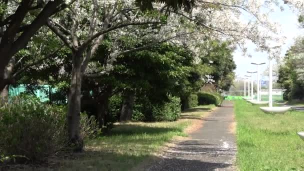 Yumenoshima Ryokudou Park Cherry Blossom 2023 Japan Tokyo — Stock Video