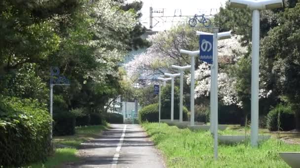 Yumenoshima Ryokudou Park Cseresznyevirág 2023 Japán Tokió — Stock videók