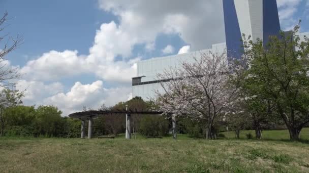 Yumenoshima Ryokudou Park Cherry Blossom 2023 Japan Tokyo — Stock Video