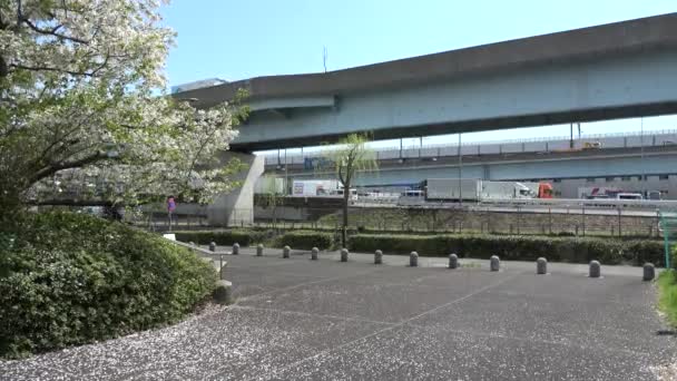 Πάρκο Yumenoshima Ryokudou Ανθός Κερασιάς 2023 Ιαπωνία Τόκιο — Αρχείο Βίντεο