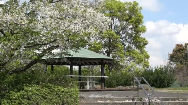 Yumenoshima Ryokudou Park Cherry Flower 2023 Japan Tokyo — 비디오