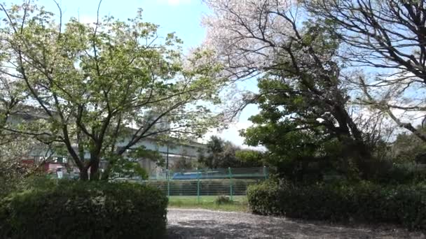 Yumenoshima Ryokudou Park Kiraz Çiçeği 2023 Japonya Tokyo — Stok video