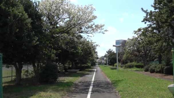 Yumenoshima Ryokudou Park Kwiat Wiśni 2023 Japonia Tokio — Wideo stockowe