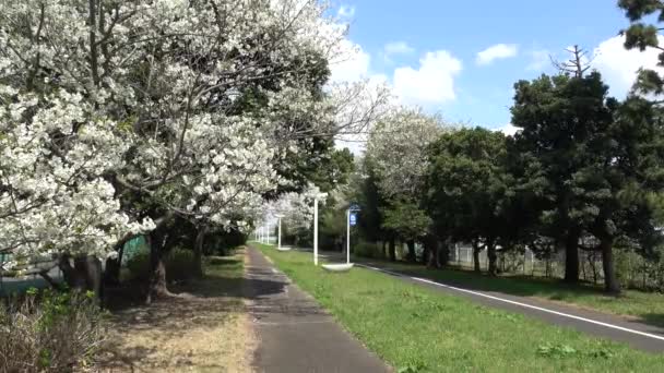 Yumenoshima Ryokudou Park Kirschblüte 2023 Japan Tokio — Stockvideo