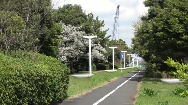 Yumenoshima Ryokudou Park Cherry Blossom 2023 Japan Tokyo — стоковое видео