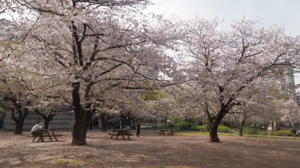 Hamacho Park Cherry Blossom Full Bloom 2023 Japan Tokyo — Stock video