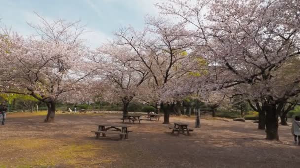 Hamacho Park Cherry Bsom Full Bloom 2023 Japan Tokyo — стоковое видео