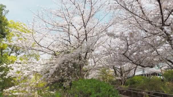 Hamacho Park Körsbärsblomma Full Blom 2023 Japan Tokyo — Stockvideo