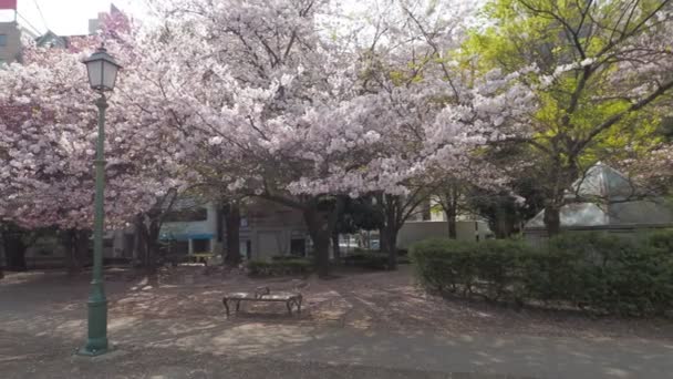 Hamacho Park Cherry Bsom Full Bloom 2023 Japan Tokyo — стоковое видео