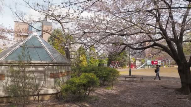 Hamacho Park Cherry Blossom Full Bloom 2023 Japan Tokyo — Stock Video
