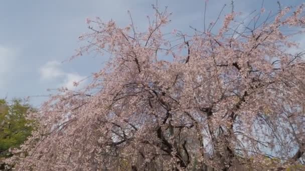 Hamacho Park Kirschblüte Voller Blüte 2023 Japan Tokyo — Stockvideo