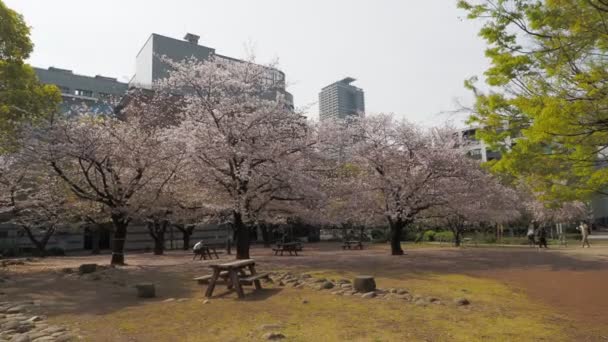 浜松町公園桜満開2023年 東京都 — ストック動画