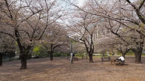 Hamacho Park Kiraz Çiçeği Tam Çiçek 2023 Japonya Tokyo — Stok video