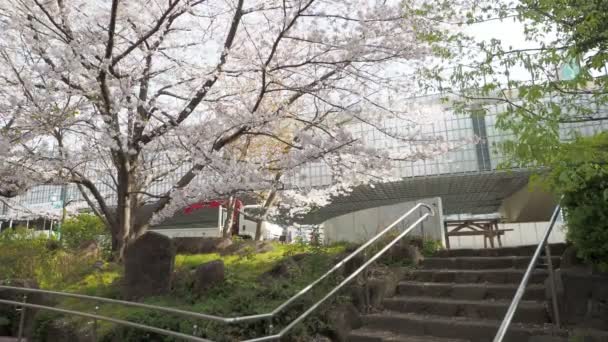 Hamacho Park Kiraz Çiçeği Tam Çiçek 2023 Japonya Tokyo — Stok video