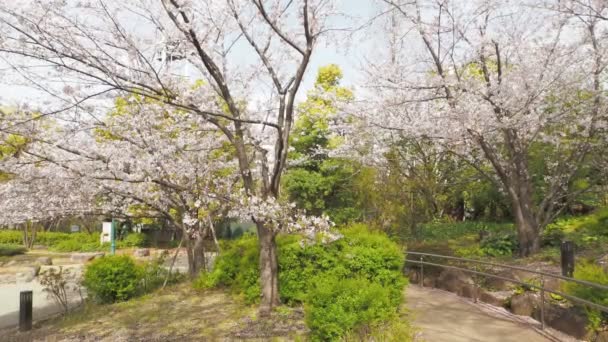 Hamacho Park Kwiat Czereśni 2023 Japonia Tokio — Wideo stockowe