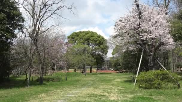 夢の島公園桜2023年 — ストック動画