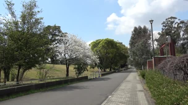 Yumenoshima Park Fleur Cerisier 2023 Japon Tokyo — Video