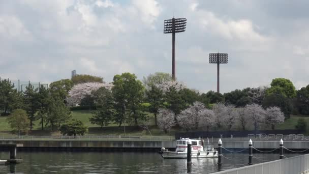 Yumenoshima Park Flor Cerezo 2023 Japón Tokio — Vídeo de stock