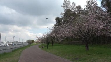 Yumenoshima Park Kiraz Çiçeği 2023, Japonya Tokyo