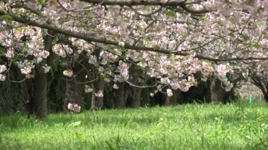 Yumenoshima Park Kiraz Çiçeği 2023, Japonya Tokyo