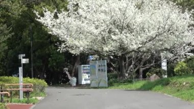 Yumenoshima Park Kiraz Çiçeği 2023, Japonya Tokyo