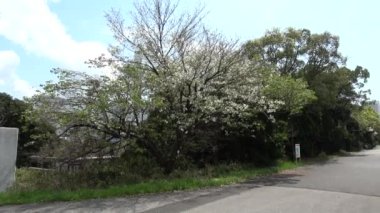 Yumenoshima Park Kiraz Çiçeği 2023, Japonya Tokyo