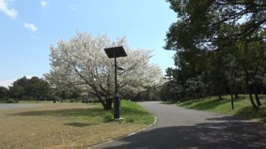 Yumenoshima Park Kiraz Çiçeği 2023, Japonya Tokyo