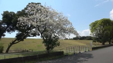 Yumenoshima Park Kiraz Çiçeği 2023, Japonya Tokyo