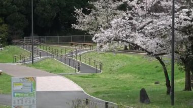 Yumenoshima Park Kiraz Çiçeği 2023, Japonya Tokyo