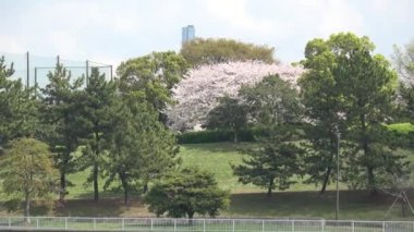 Yumenoshima Park Kiraz Çiçeği 2023, Japonya Tokyo
