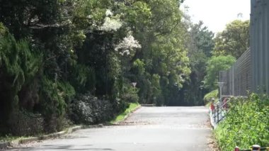 Yumenoshima Park Kiraz Çiçeği 2023, Japonya Tokyo