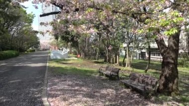 Tatsumi no Mori Ryokudou Park Kiraz Çiçeği 2023, Japonya Tokyo