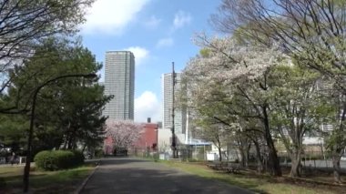 Tatsumi no Mori Ryokudou Park Kiraz Çiçeği 2023, Japonya Tokyo